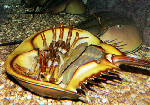 圓尾鱟是什么?圓尾鱟中毒后怎么辦