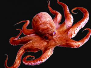 烏賊和章魚的區別-章魚的品種