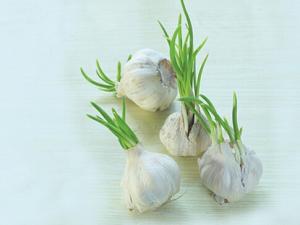 發(fā)芽大蒜可以吃?讓你想不到的神奇功效