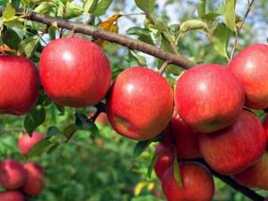 營養飲食大揭秘:吃蘋果居然會傷牙!