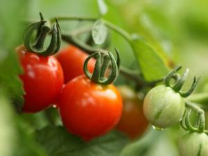 番茄紅素是如何防癌、抗癌的?