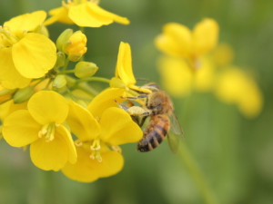 胃不好的人能吃蜂蜜嗎?胃病患者怎么吃蜂蜜?
