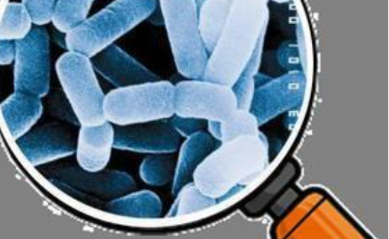 益生菌的作用是什么?怎么挑選益生菌?