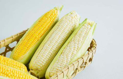 3、玉米.jpg