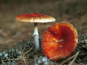 怎樣鑒別有毒蘑菇?毒蘑菇的鑒別