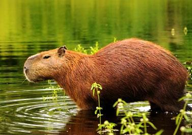 ����ȫ����׃�B(t��i)��ʳ��TOP10��������ˮ����