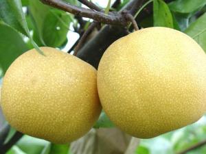 咳嗽怎么吃梨?咳嗽吃梨有講究