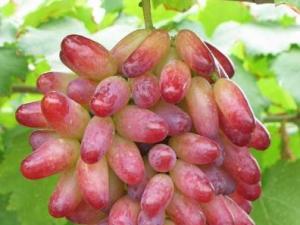 提子吃多了好不好?吃提子會上火嗎