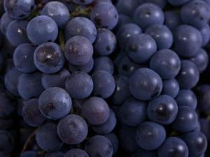 晚上吃葡萄會發(fā)胖嗎?多吃葡萄會長胖嗎