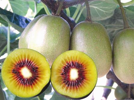 獼猴桃怎么吃?吃獼猴桃的注意事項(xiàng)