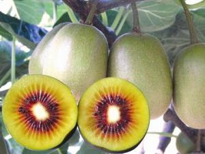 獼猴桃怎么吃?吃獼猴桃的注意事項