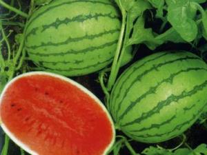 吃西瓜會上火嗎?吃西瓜會發(fā)胖嗎