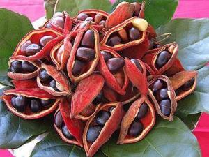 蘋婆怎么吃?吃蘋婆的注意事項