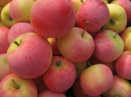 ɳ����ô�ԣ���ɳ����ʳ�ý���