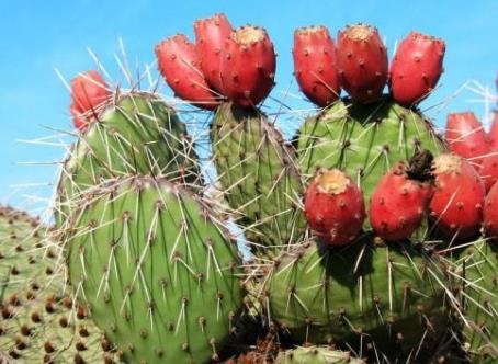仙人掌果怎么吃?吃仙人掌果的食用禁忌