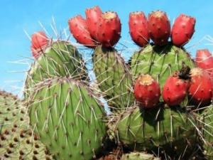 仙人掌果怎么吃？吃仙人掌果的食用禁忌
