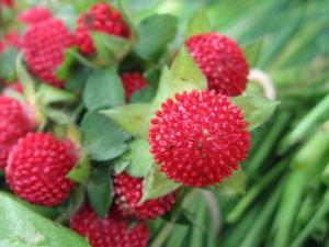 蛇莓有毒嗎?吃蛇莓的食用禁忌