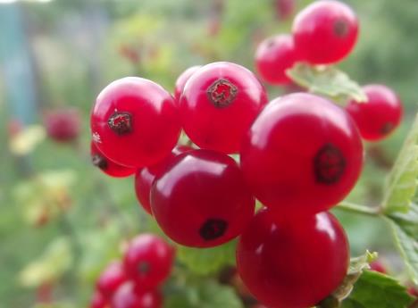 醋栗怎么吃?吃醋栗的食用禁忌