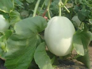 白蘭瓜怎么吃?吃白蘭瓜的食用禁忌