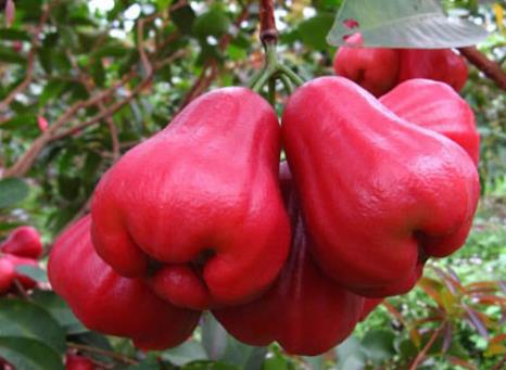 水蒲桃怎么吃?吃水蒲桃的注意事項