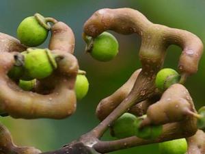 拐棗怎么吃?吃拐棗的注意事項(xiàng)