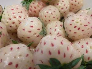 菠蘿莓怎么吃?吃菠蘿莓的食用禁忌