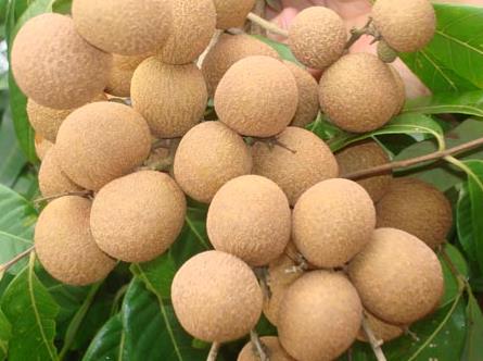 如何挑選桂圓?與桂圓搭配相宜的食物有哪些