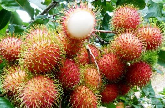 紅毛丹怎么吃?紅毛丹的食用禁忌