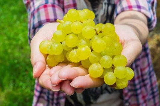 提子吃多了好不好?吃提子會上火嗎