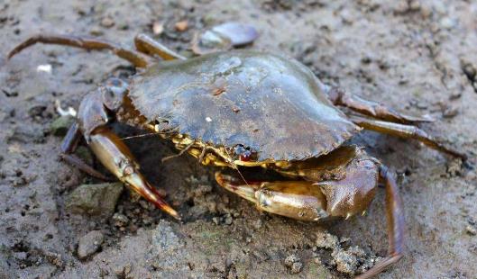 螃蟹不能和什么一起吃?和螃蟹相克的食物