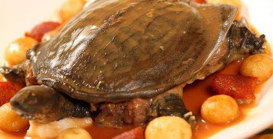 甲魚的血能喝嗎?甲魚血怎么吃更好