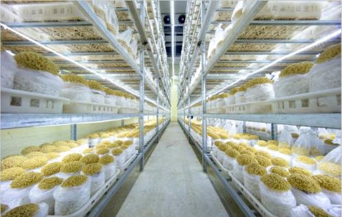 下飯神器——金大洲金針菇,一個人也能好好吃飯