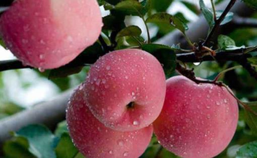 每天吃蘋果有哪些好處?什么時候吃蘋果最好?