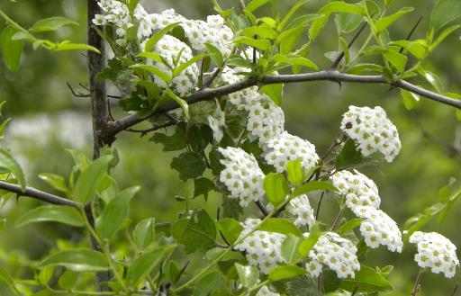 超市買蜂蜜怎么選?什么花出的蜂蜜最好?