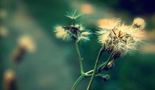 蒲公英和什么搭配好?蒲公英有哪些作用?