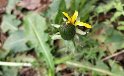 孕婦可以喝蒲公英嗎?蒲公英有哪些吃法?