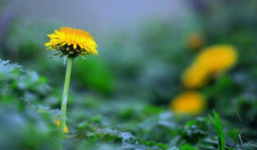 孕婦可以喝蒲公英嗎?蒲公英有哪些吃法?