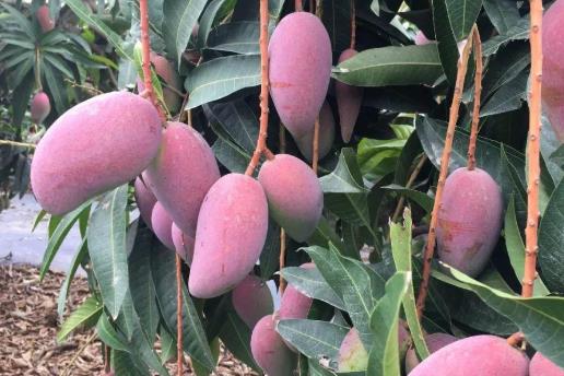 芒果怎么樣保存?芒果不能和什么一起吃?