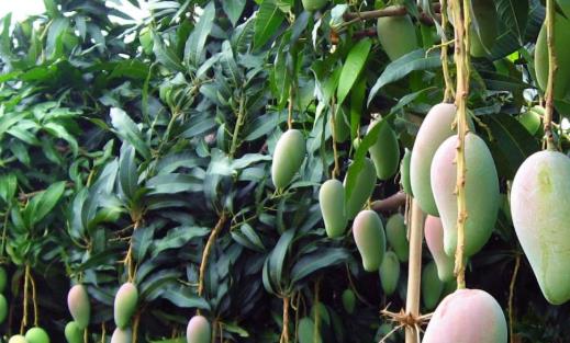 芒果怎么樣保存?芒果不能和什么一起吃?