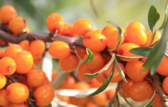 經期可以喝沙棘茶嗎?沙棘茶對婦科病有作用嗎?
