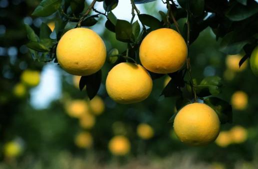 胡柚怎么保存才不爛?葡萄柚和胡柚哪個好吃?