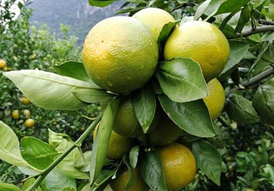 青皇帝柑怎么催熟?皇帝柑吃多了會上火嗎?