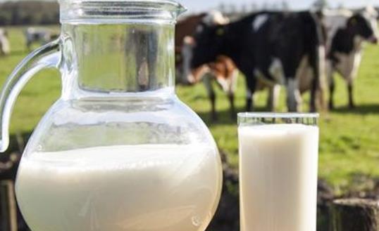 牛初乳可以作為嬰幼兒的主食嗎?牛初乳對寶寶有副作用嗎?