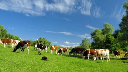 牛初乳可以作為嬰幼兒的主食嗎?牛初乳對寶寶有副作用嗎?