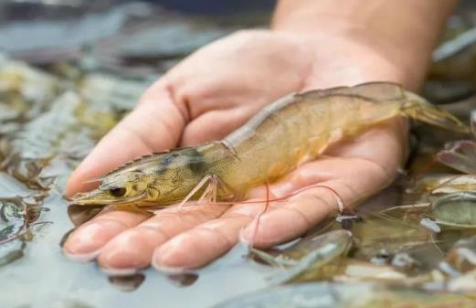 對(duì)蝦是什么蝦?怎么選購對(duì)蝦?