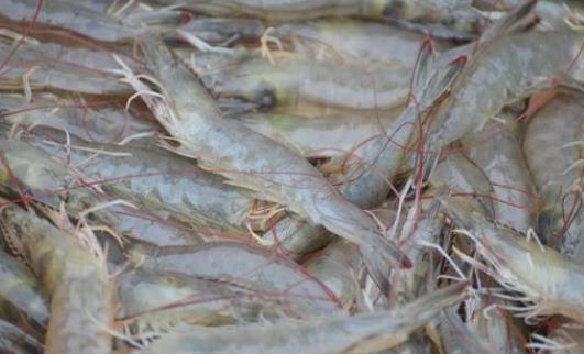 對(duì)蝦是什么蝦?怎么選購對(duì)蝦?