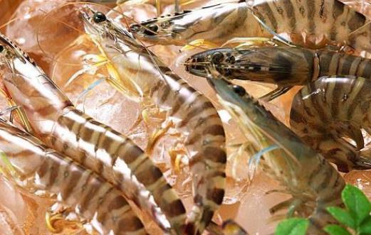 基圍蝦的頭有蝦黃嗎?基圍蝦是海蝦還是河蝦?