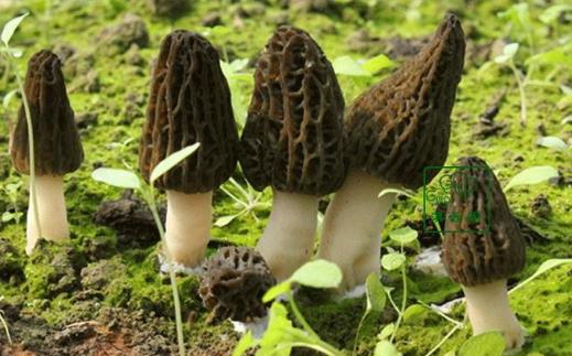 羊肚菌有毒嗎?吃羊肚菌有哪些好處?