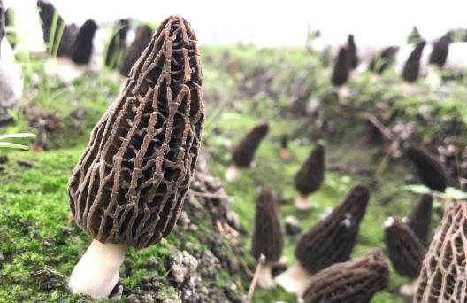 ?孕期可以吃羊肚菌嗎?孕期吃羊肚菌有哪些好處?