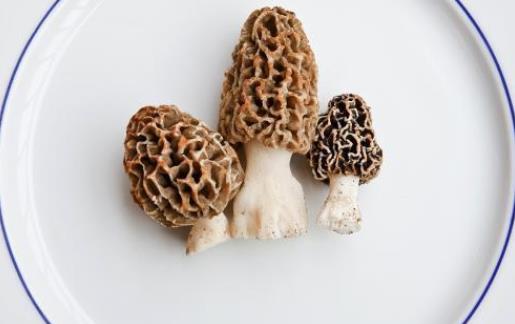 羊肚菌怎么泡發?羊肚菌有哪些功效?